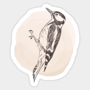 Hand drawn illustration of woodpecker bird Sticker